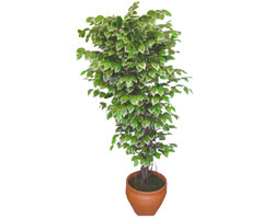 Ficus zel Starlight 1,75 cm   zmir ieki online ieki , iek siparii 