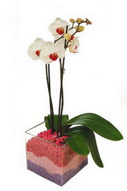  zmir ieki nternetten iek siparii  tek dal cam yada mika vazo ierisinde orkide