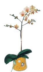  zmir ieki yurtii ve yurtd iek siparii  Phalaenopsis Orkide ithal kalite