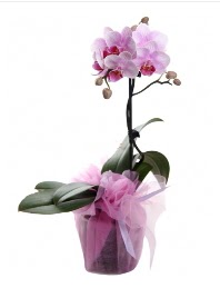 1 dal pembe orkide saks iei  zmir ieki ucuz iek gnder 