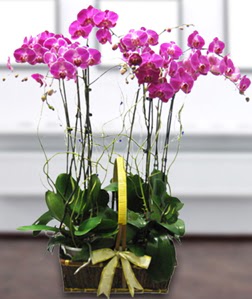 4 dall mor orkide  zmir ieki hediye iek yolla 