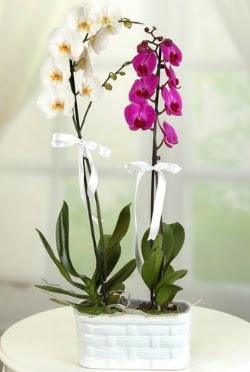 1 mor 1 dal beyaz thal orkide sepet ierisinde  zmir ieki iek , ieki , iekilik 