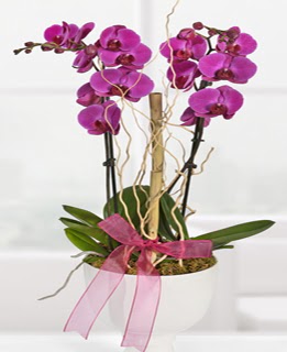 2 dall nmor orkide  zmir ieki iek yolla 