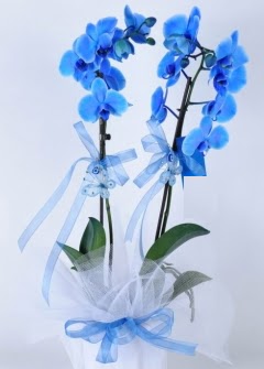 2 dall mavi orkide  zmir ieki iek servisi , ieki adresleri 