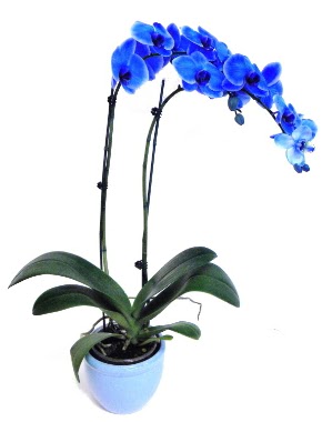 Seramikli 2 dall sper esiz mavi orkide  zmir ieki iek sat 