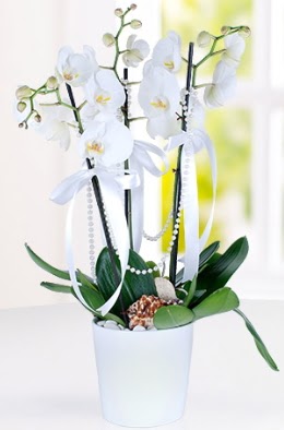 3 dall beyaz orkide  zmir ieki iek siparii vermek 
