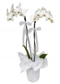 2 dall beyaz orkide  zmir ieki hediye iek yolla 