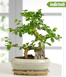 S eklinde ithal gerek bonsai japon aac  zmir ieki iek servisi , ieki adresleri 