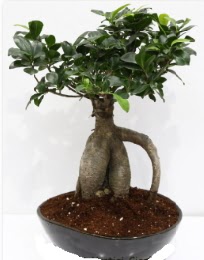 5 yanda japon aac bonsai bitkisi  zmir ieki iek servisi , ieki adresleri 
