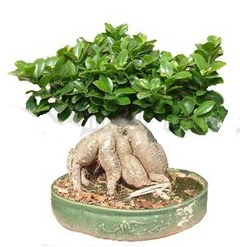 Japon aac bonsai saks bitkisi  zmir ieki online iek gnderme sipari 