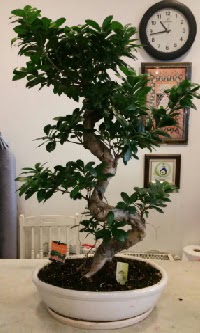 100 cm yksekliinde dev bonsai japon aac  zmir ieki iekiler 