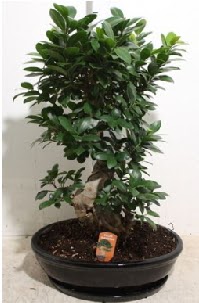 75 CM Ginseng bonsai Japon aac  zmir ieki anneler gn iek yolla 