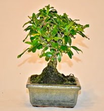 Zelco bonsai saks bitkisi  zmir ieki iek sat 