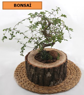 Doal aa ktk ierisinde bonsai bitkisi  zmir ieki internetten iek siparii 