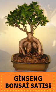 Ginseng bonsai sat japon aac  zmir ieki online ieki , iek siparii 
