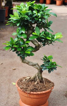 Orta boy bonsai saks bitkisi  zmir ieki kaliteli taze ve ucuz iekler 
