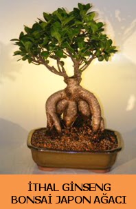 thal japon aac ginseng bonsai sat  zmir ieki iekiler 