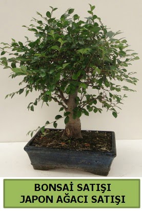Minyatr bonsai japon aac sat  zmir ieki internetten iek siparii 