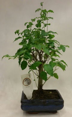 Minyatr bonsai japon aac sat  zmir ieki cicek , cicekci 