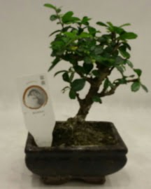 Kk minyatr bonsai japon aac  zmir ieki online iek gnderme sipari 