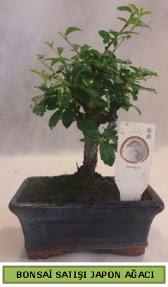 Minyatr bonsai aac sat  zmir ieki online iek gnderme sipari 