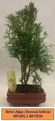 Selvi aac bonsai japon aac bitkisi  zmir ieki cicekciler , cicek siparisi 