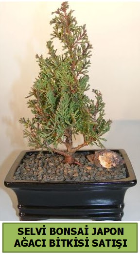 Selvi am japon aac bitkisi bonsai  zmir ieki cicek , cicekci 