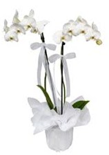 2 dall beyaz orkide  zmir ieki hediye iek yolla 