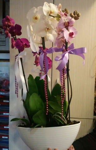 Mor ve beyaz ve pembe 6 dall orkide  zmir ieki 14 ubat sevgililer gn iek 