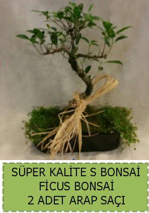 Ficus S Bonsai ve arap sa  zmir ieki cicek , cicekci 