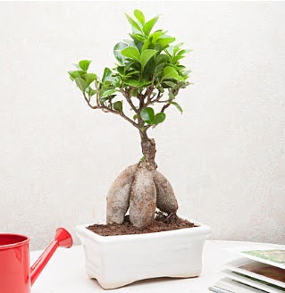 Exotic Ficus Bonsai ginseng  zmir ieki iek sat 