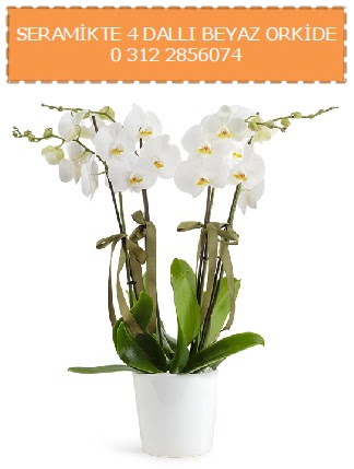 Seramikte 4 dall beyaz orkide  zmir ieki iek maazas , ieki adresleri 