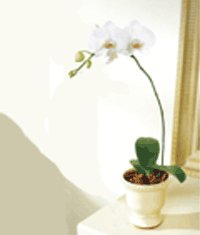  zmir ieki online iek gnderme sipari  Saksida kaliteli bir orkide