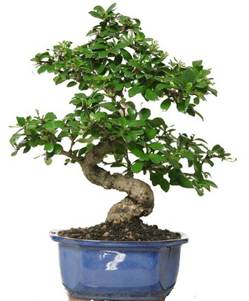 21 ile 25 cm aras zel S bonsai japon aac  zmir ieki cicek , cicekci 