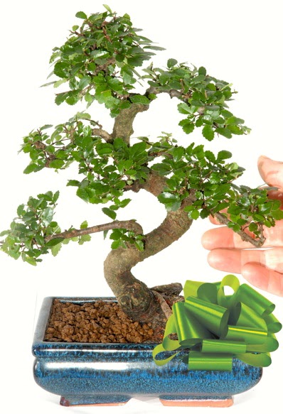 Yaklak 25 cm boyutlarnda S bonsai  zmir ieki iek online iek siparii 