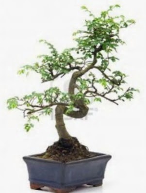 S gvde bonsai minyatr aa japon aac  zmir ieki cicekciler , cicek siparisi 