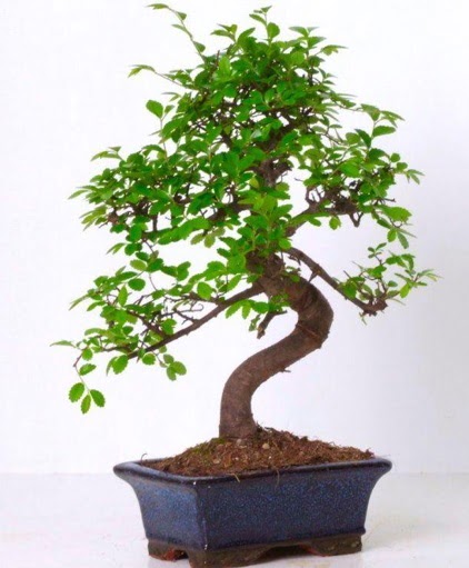 S gvdeli bonsai minyatr aa japon aac  zmir ieki internetten iek siparii 