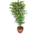 Ficus zel Starlight 1,75 cm   zmir ieki online ieki , iek siparii 