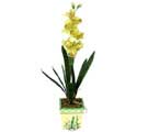 zel Yapay Orkide Sari  zmir ieki internetten iek sat 