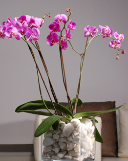  zmir ieki iek online iek siparii  2 dal orkide cam yada mika vazo ierisinde