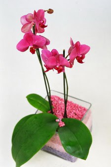  zmir ieki hediye sevgilime hediye iek  tek dal cam yada mika vazo ierisinde orkide