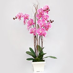  zmir ieki iek yolla , iek gnder , ieki   2 adet orkide - 2 dal orkide