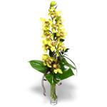  zmir ieki iekiler  cam vazo ierisinde tek dal canli orkide