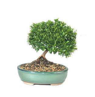 ithal bonsai saksi iegi  zmir ieki iek yolla , iek gnder , ieki  