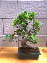 ithal bonsai saksi iegi  zmir ieki iek gnderme 