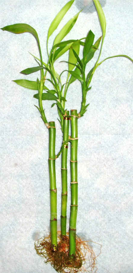 Lucky Bamboo 3 adet vazo hediye edilir   zmir ieki online ieki , iek siparii 