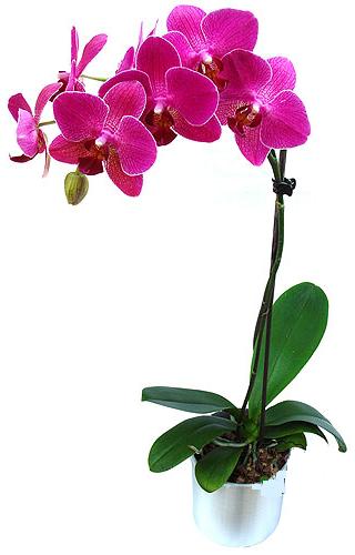  zmir ieki hediye sevgilime hediye iek  saksi orkide iegi