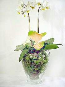  zmir ieki cicekciler , cicek siparisi  Cam yada mika vazoda zel orkideler