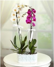 1 dal beyaz 1 dal mor yerli orkide saksda  zmir ieki iek sat 