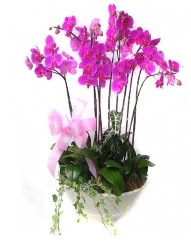 9 dal orkide saks iei  zmir ieki hediye iek yolla 